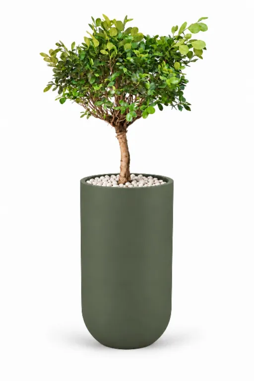 Dwarf Ficus Natural In Luna Pot