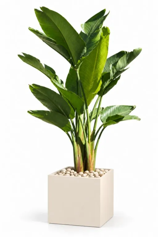 Natural Augusta In Cube Pot