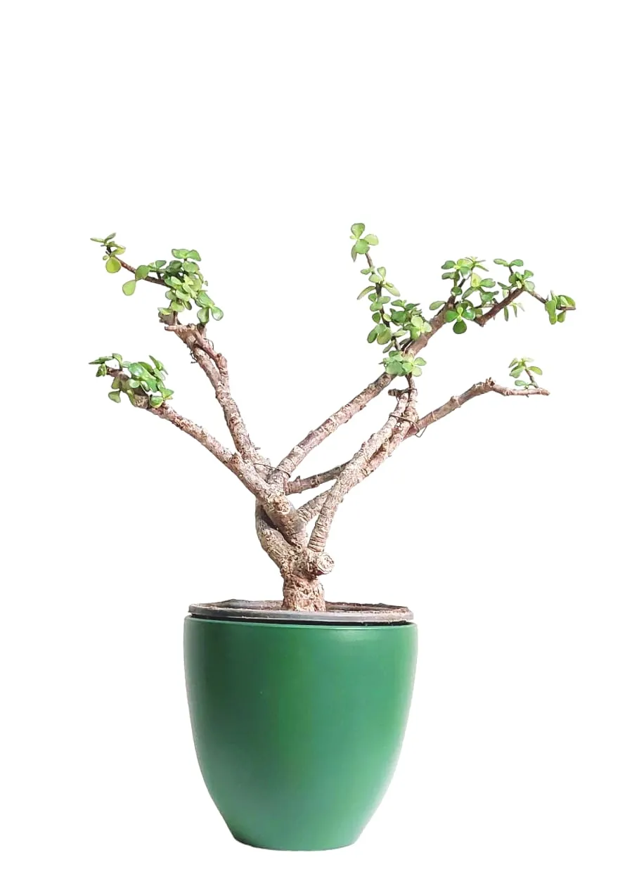 Jade Plant With Pot 3