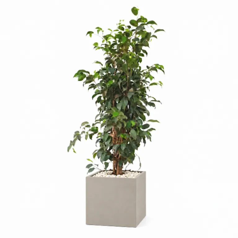 Natural Weeping Fig In Cube Pot
