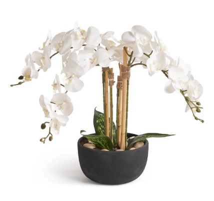 Orchids in Pot