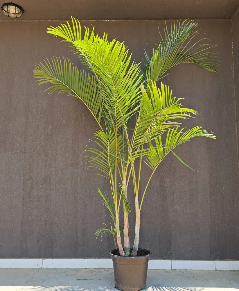 Areca Palm 1