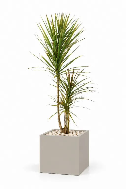 Dracaena Tricolour Natural In Cube Pot