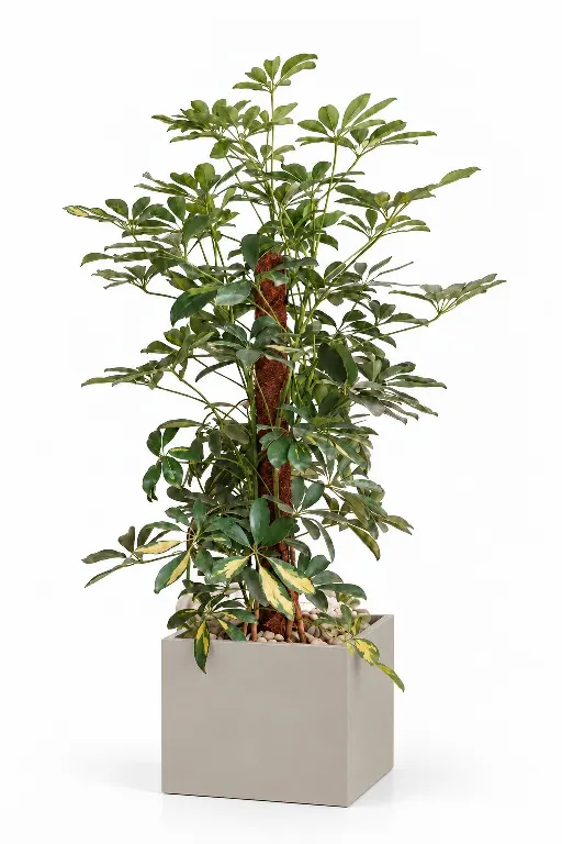 Variegated Schefflera Natura Plant In Cube Pot