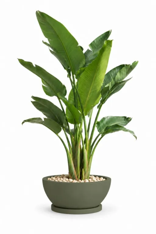 Natural Augusta In Bowl