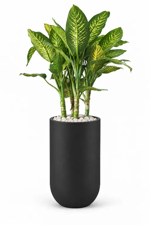 Dieffenbachia Natural Plant In Luna Pot
