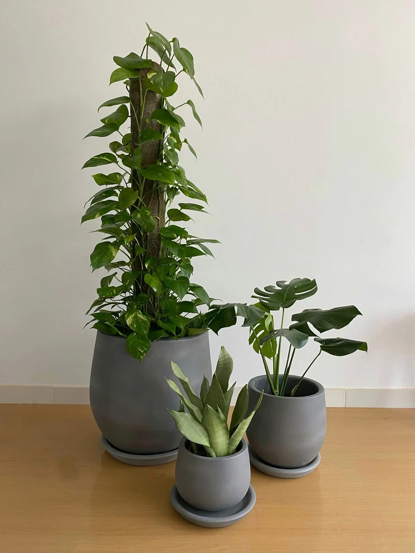 Large Low Light Plant Trios - Black Pots 3