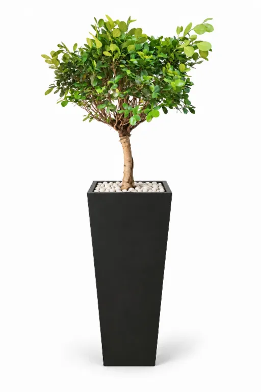 Dwarf Ficus Natural In Obelisk Pot