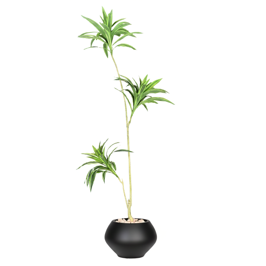 Artificial Dracaena Song of India Tree With Kora Pot