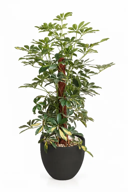 Variegated Schefflera Natural Plant In Curve Pot