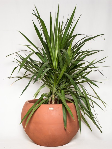 Tut Round Concrete Planter - Bold Color Pot with Sculptural Design