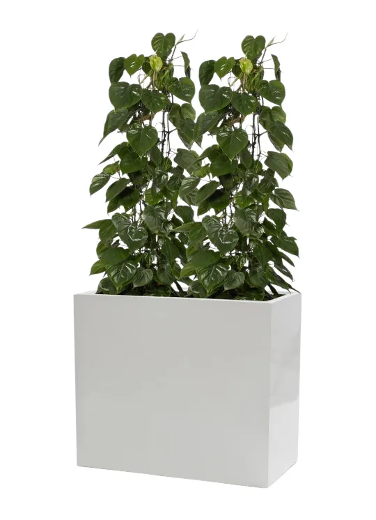 Heart Leaf Plant With Rectangular Fiberglass Pot 2