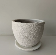 Miniature Strelitzia in Plant Pot 12