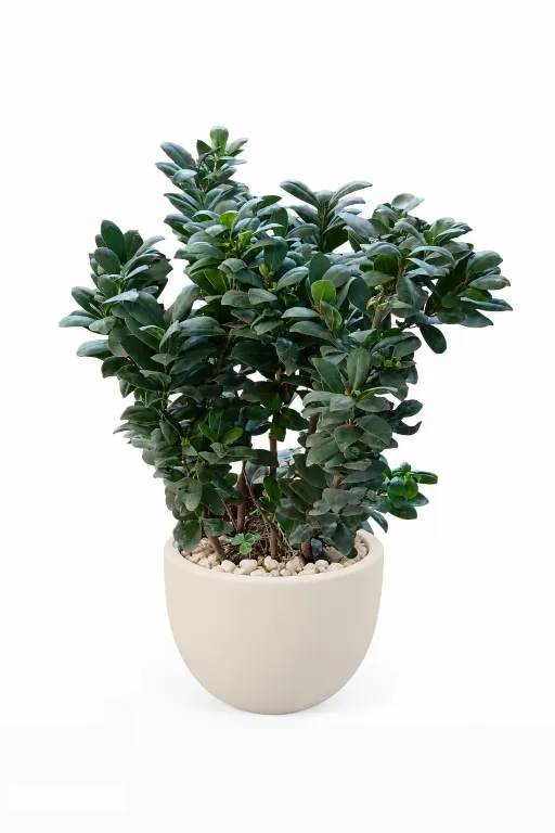 Ficus Microcarba Natural Plant In Curve Pot