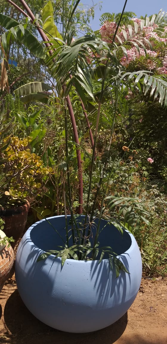 Tut Round Concrete Planter - Bold Color Pot with Sculptural Design 12