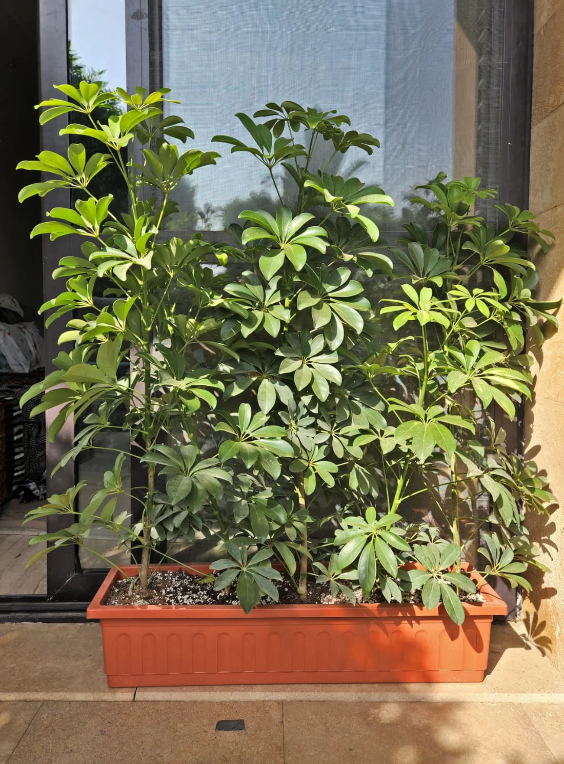 Schefflera 2