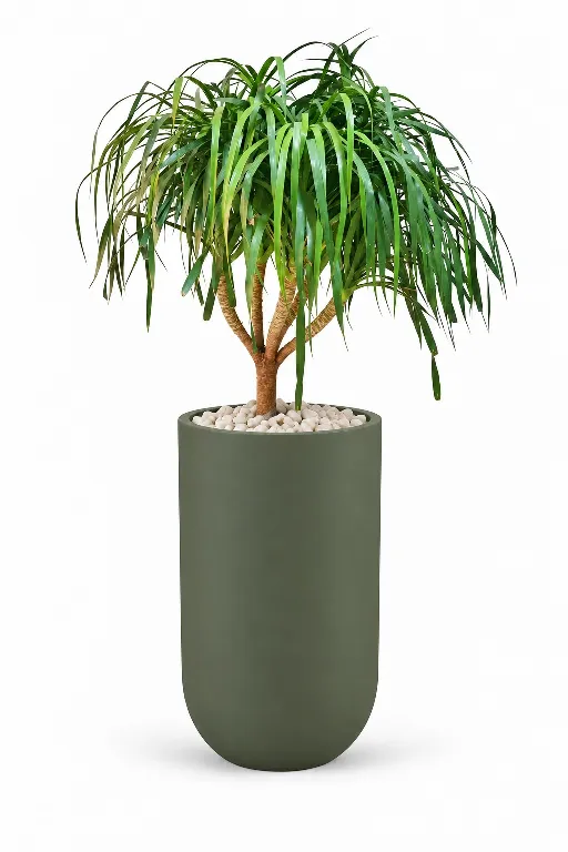 Ponytail Natural Plant In Luna Pot