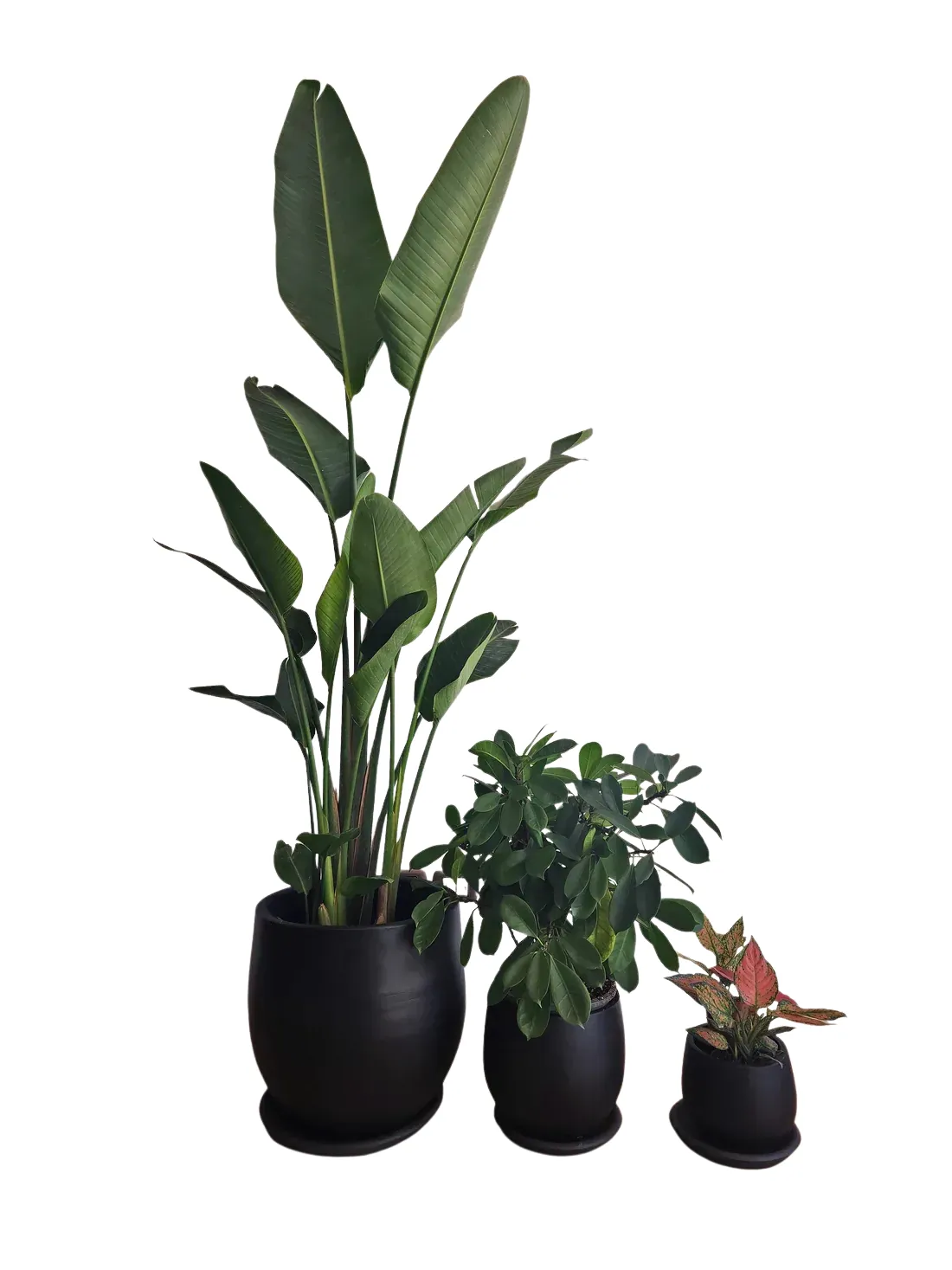 ثلاثية نباتات متوسطة الإضاءة في الأواني