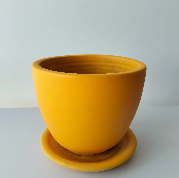 Miniature Strelitzia in Plant Pot 17