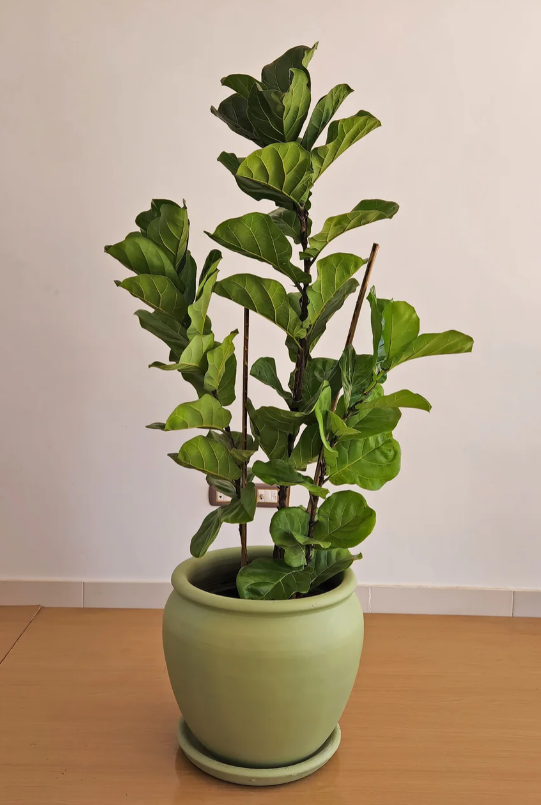 Fiddle Leaf Fig Plant with a 40cm Plant Pot 2