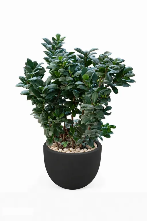 Ficus Microcarba Natural Plant In Curve Pot