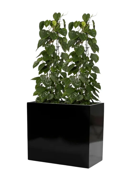 Heart Leaf Plant With Rectangular Fiberglass Pot 3