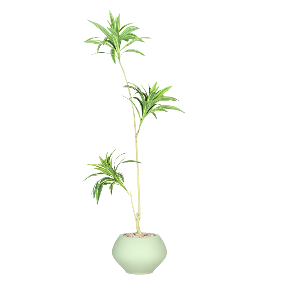 Artificial Dracaena Song of India Tree With Kora Pot