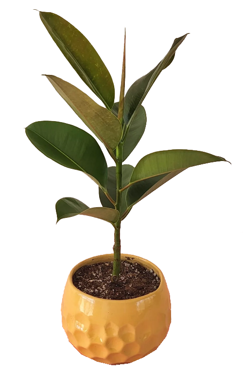 Ficus Rubber Fig Plant in Pot 1