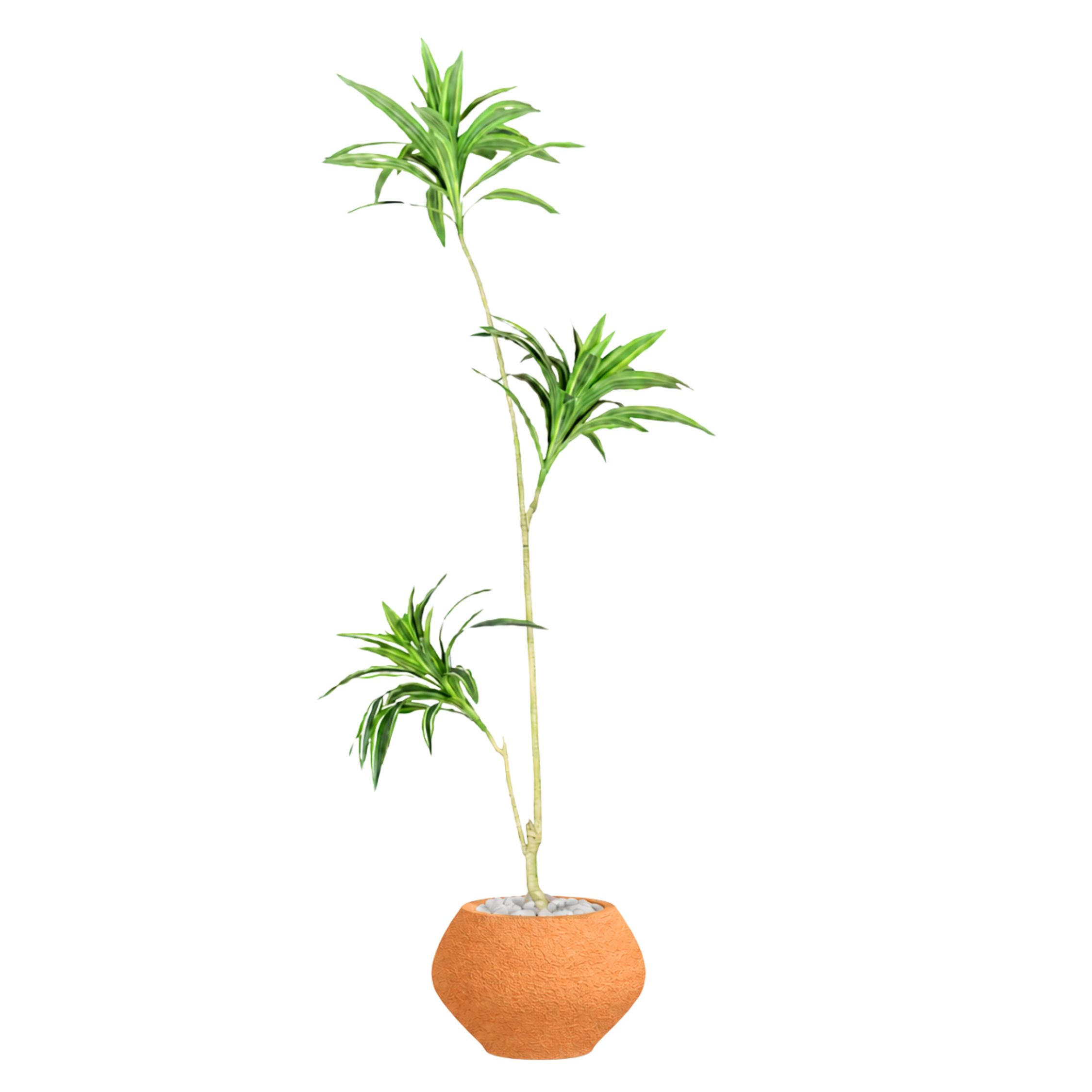 Artificial Dracaena Song of India Tree With Kora Pot