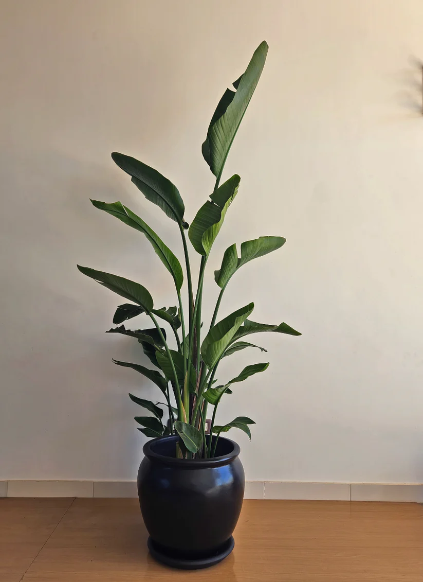 Miniature Strelitzia in Plant Pot 8