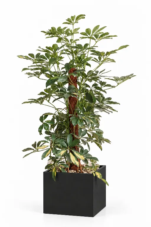 Variegated Schefflera Natura Plant In Cube Pot