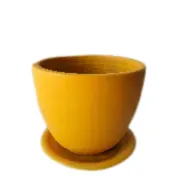 Miniature Strelitzia in Plant Pot