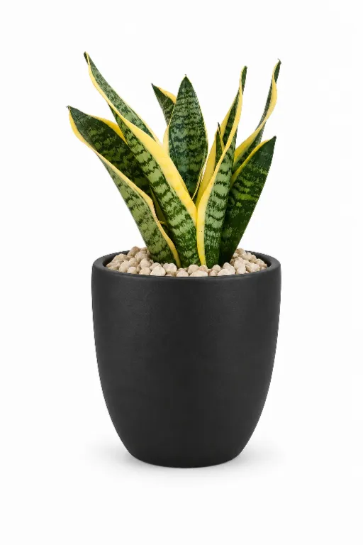 Gold Snake Natural In Aura Pot