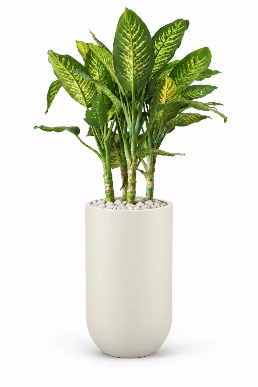 Dieffenbachia Natural Plant In Luna Pot