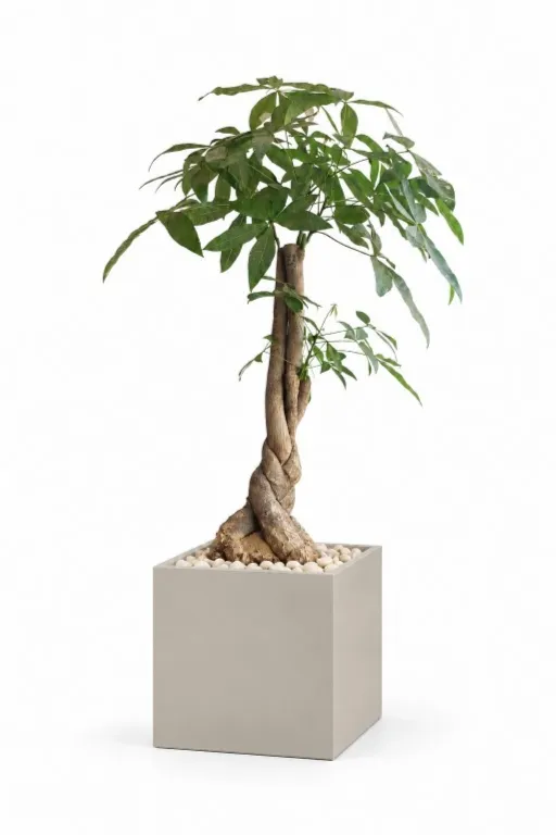 Money Tree Natural In Cube Pot