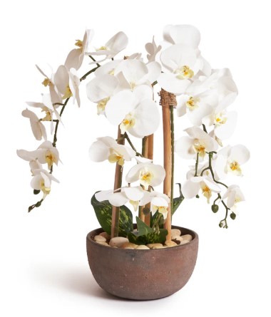 Orchids in Pot