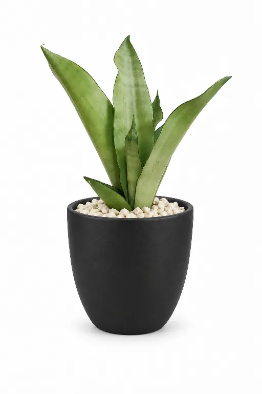 Silver Snake Natural Plant In Aura Pot