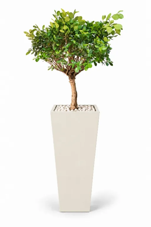Dwarf Ficus Natural In Obelisk Pot