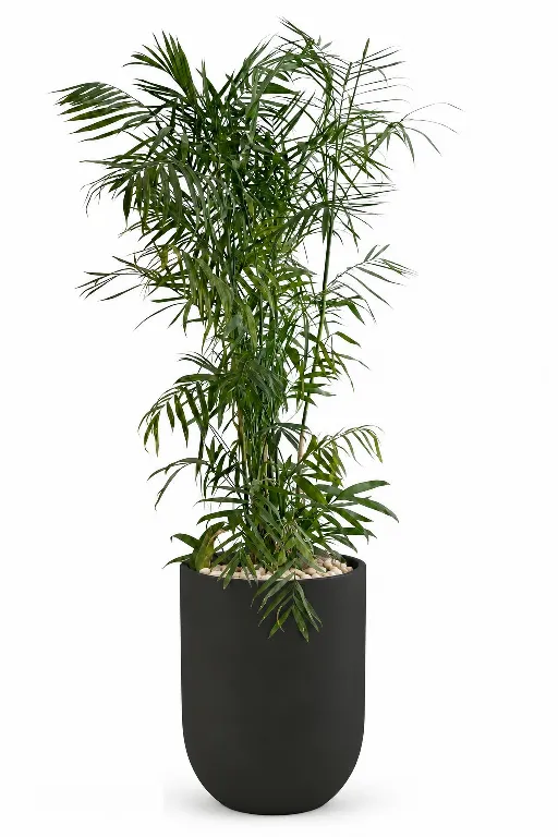 Natural Bamboo In Luna Pot