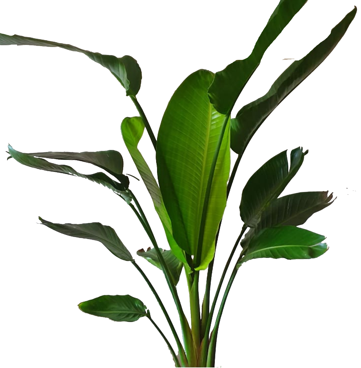 Natural Strelizia Nicolai Plant 150cm 0