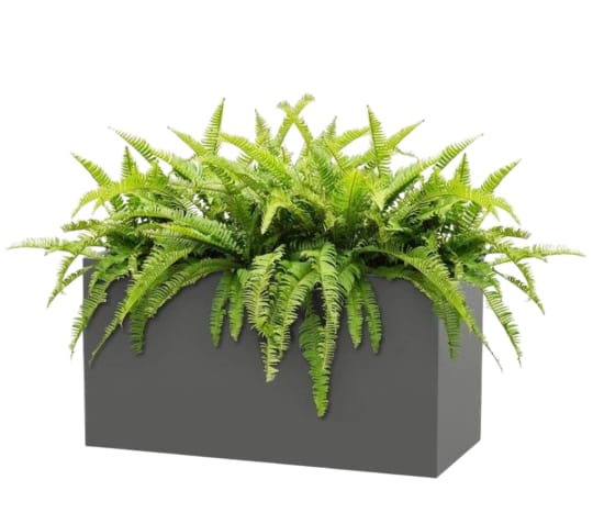 Fern Plant With Rectangular Fiberglass Pot - 1 Meter 0