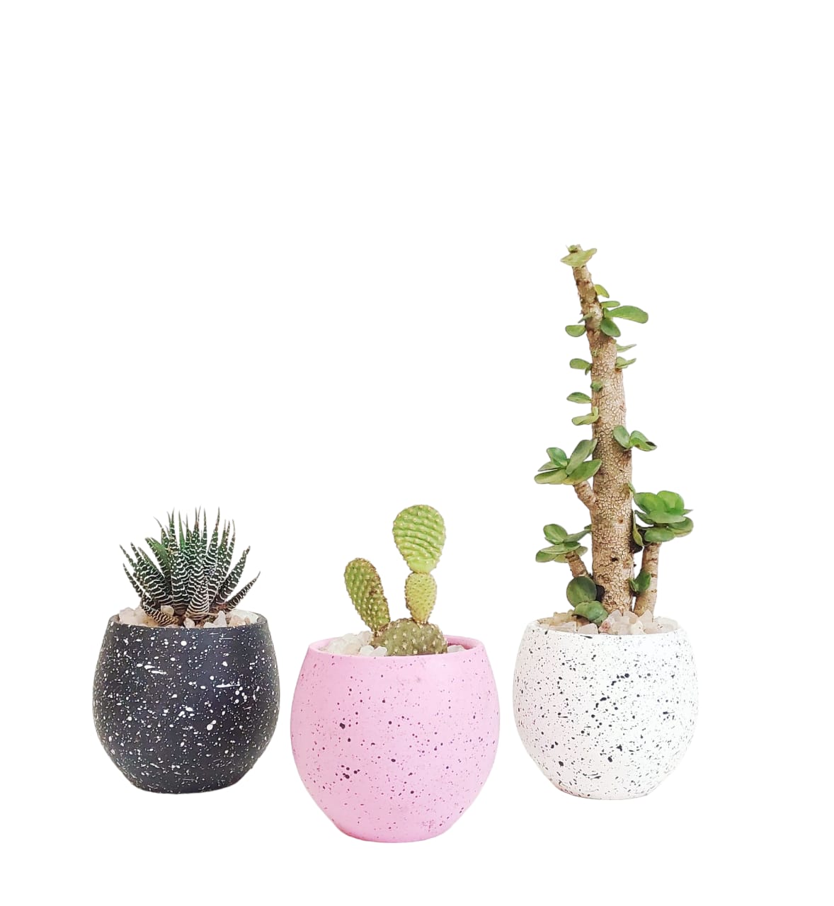 Terrazzo Cactus Set 0