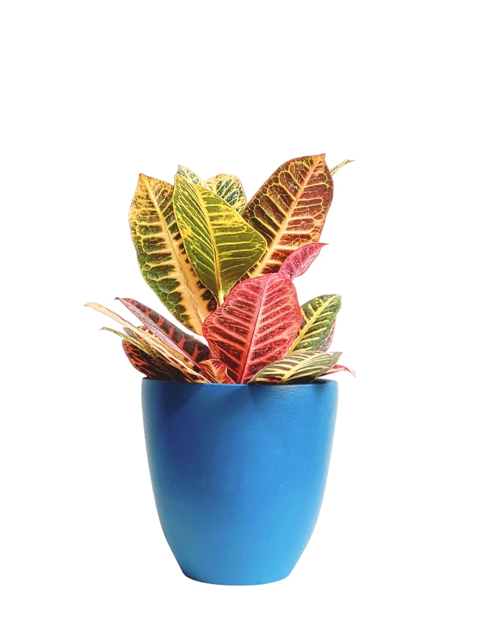 Croton Plant with Blue Pot 0