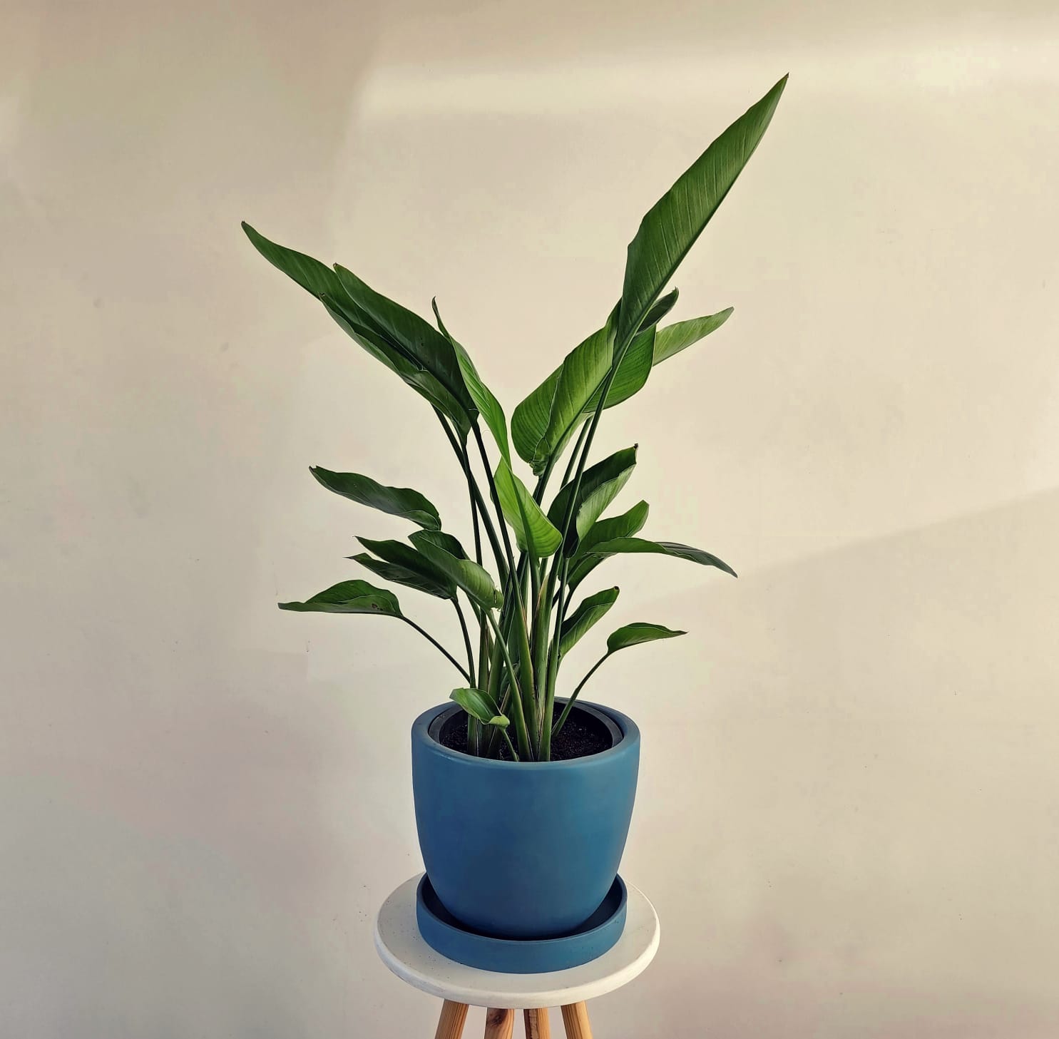 Strelizia in a 25cm Pot 0