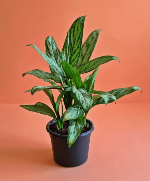 Chinese Evergreen Plant 0