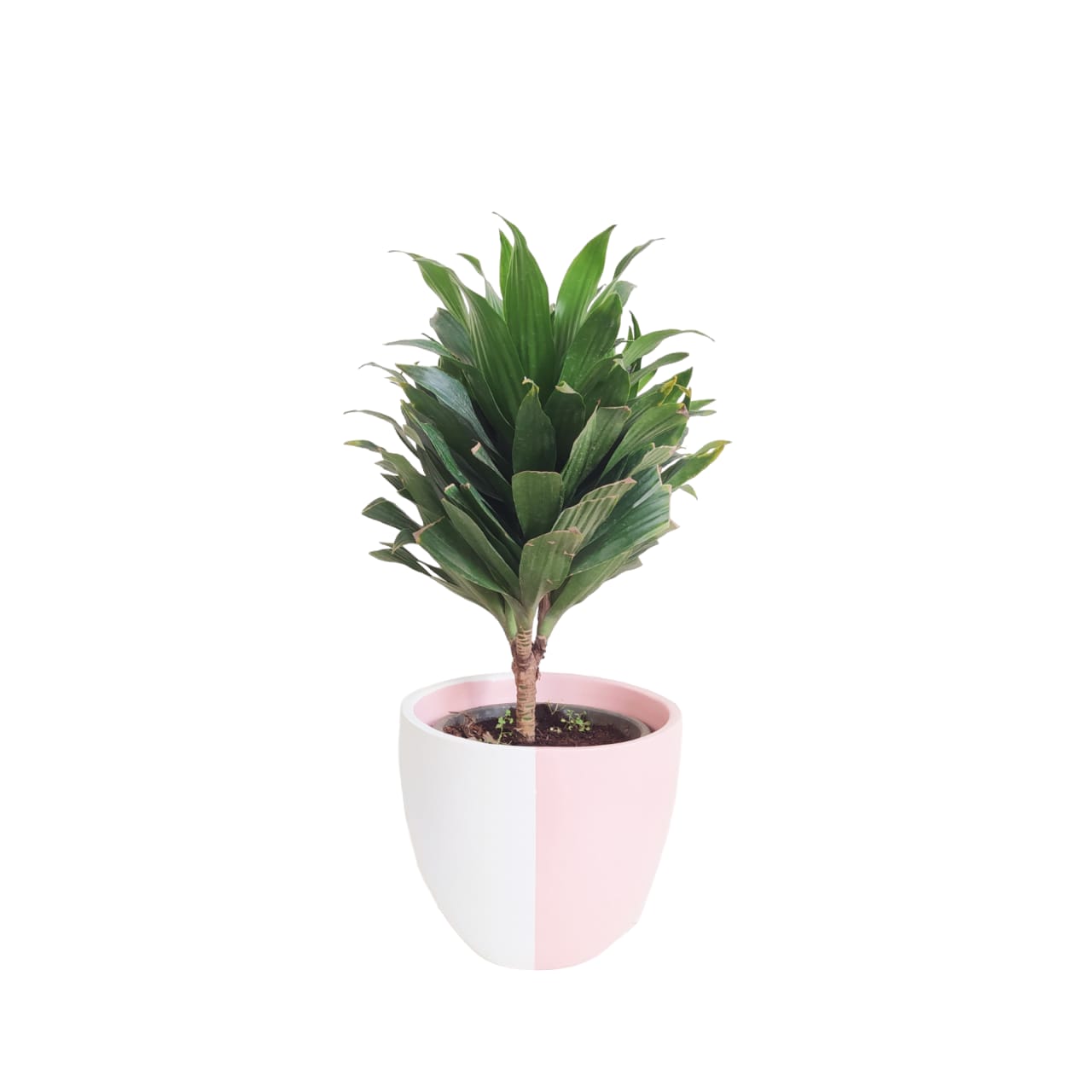 Dracaena Compacta with Pink & White Pot 0