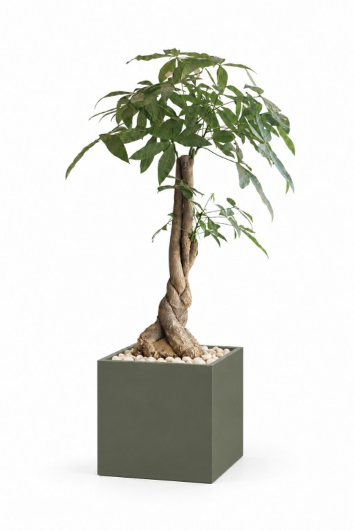 Money Tree Natural In Cube Pot