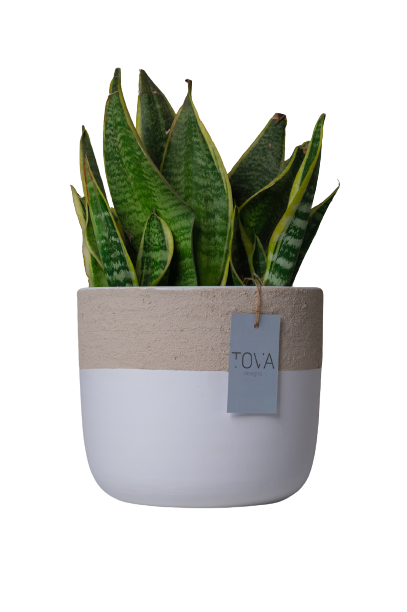 ريجيد سنو بوت image