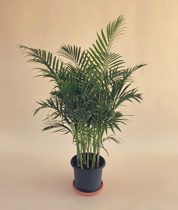 Areca Small Plant - 25cm 0
