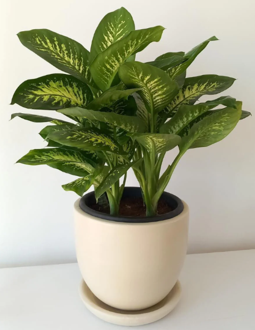Dieffenbachia Tropic Snow in 30cm White Pot 0